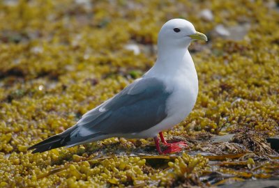 Red-legged Kittiwake adult OZ9W3810