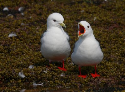 Red-legged Kittiwake pair OZ9W3839