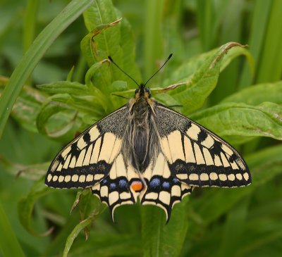 Swallowtail sp. Kamchatka OZ9W4481