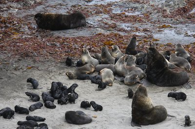 Northern Fur Seal