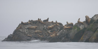 Steller's Sea Lion rookery rock Kamchatka OZ9W4267