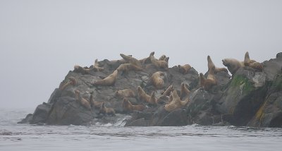 Steller's Sea Lion rookery rock Kamchatka OZ9W4268