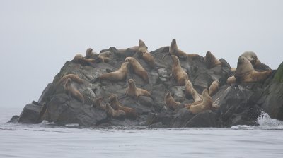 Steller's Sea Lion rookery rock Kamchatka OZ9W4276