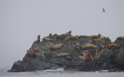 Steller's Sea Lion rookery rock Kamchatka OZ9W4281