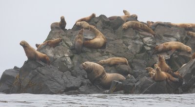 Steller's Sea Lion rookery rock Kamchatka OZ9W4293