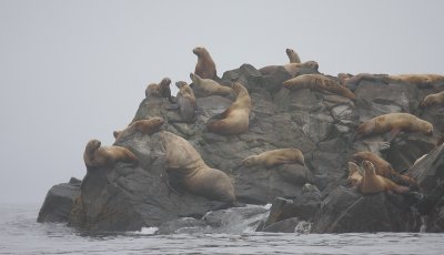 Steller's Sea Lion rookery rock Kamchatka OZ9W4297