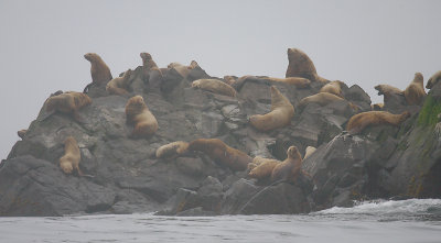 Steller's Sea Lion rookery rock Kamchatka OZ9W4301