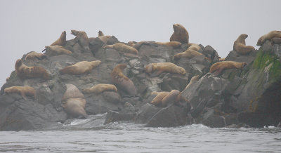 Steller's Sea Lion rookery rock Kamchatka OZ9W4305