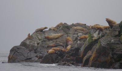 Steller's Sea Lion rookery rock Kamchatka OZ9W4308