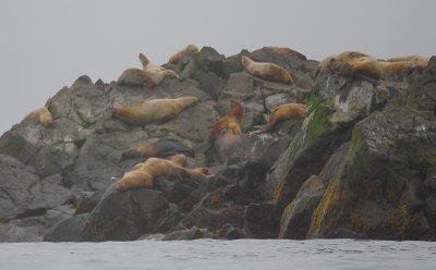 Steller's Sea Lion rookery rock Kamchatka OZ9W4310