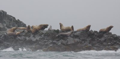 Steller's Sea Lion rookery rock Kamchatka OZ9W4328