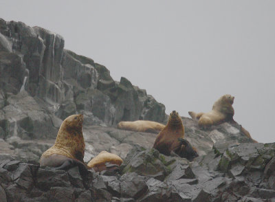 Rookery rock