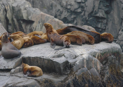 Steller's Sea Lion rock haulout Kamchatka OZ9W4539