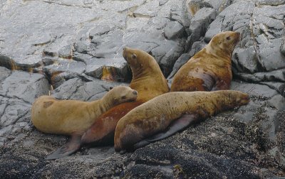 Steller's Sea Lion immatures Kamchatka OZ9W4540