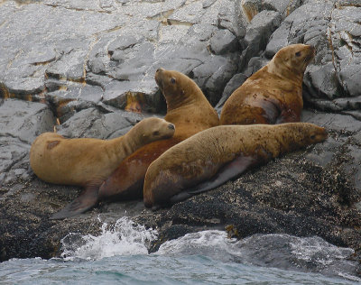 Steller's Sea Lion immatures Kamchatka OZ9W4541
