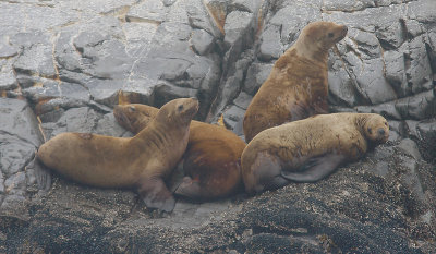 Steller's Sea Lion immatures Kamchatka OZ9W4553