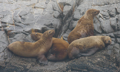 Steller's Sea Lion immatures Kamchatka OZ9W4554