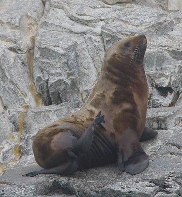 Steller's Sea Lion immature male Kamchatka OZ9W4558