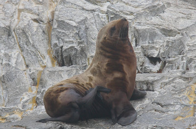 Steller's Sea Lion immature male Kamchatka OZ9W4559