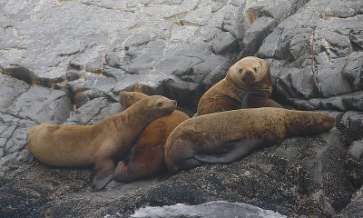 Steller's Sea Lion immatures Kamchatka OZ9W4564