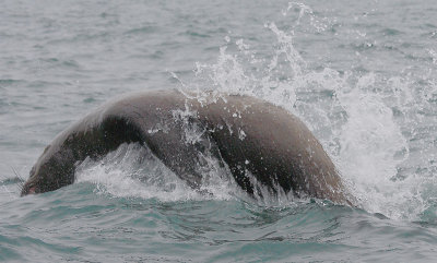 Steller's Sea Lion porpoising Kamchatka OZ9W4602