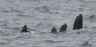 Steller's Sea Lions curious Kamchatka OZ9W4614