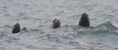 Steller's Sea Lions curious Kamchatka OZ9W4616