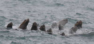 Steller's Sea Lions curious Kamchatka OZ9W4623