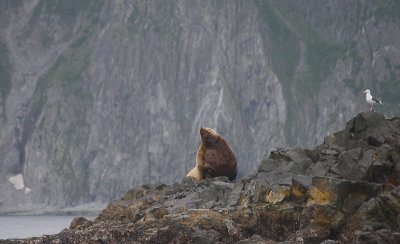 Steller's Sea Lion adult male Kamchatka OZ9W4624