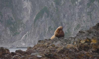 Steller's Sea Lion adult male Kamchatka OZ9W4631