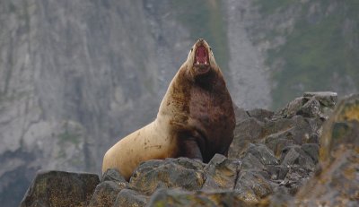 Steller's Sea Lion adult male Kamchatka OZ9W4638
