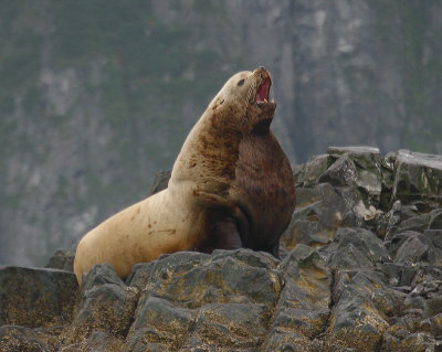 Steller's Sea Lion adult male Kamchatka OZ9W4640