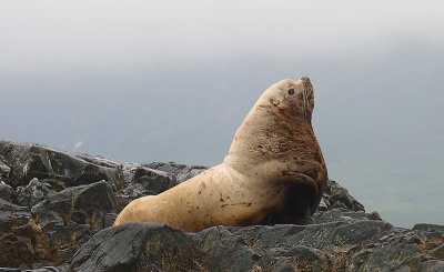 Steller's Sea Lion adult male Kamchatka OZ9W4644