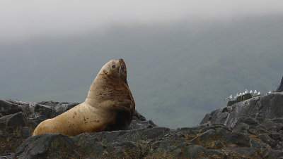 Steller's Sea Lion adult male Kamchatka OZ9W4648