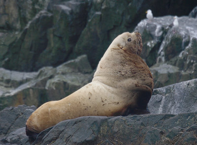Steller's Sea Lion adult male Kamchatka OZ9W4672