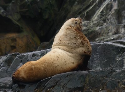 Stellers Sea Lion adult male Kamchatka OZ9W4683