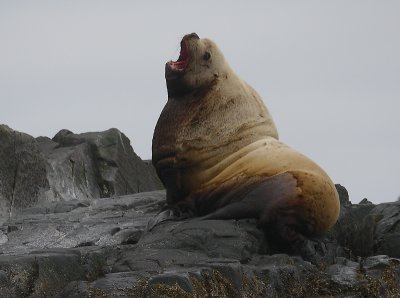 Steller's Sea Lion adult male Kamchatka OZ9W4719