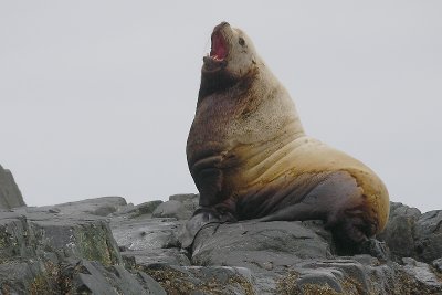 Steller's Sea Lion adult male Kamchatka OZ9W4730