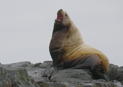 Steller's Sea Lion adult male Kamchatka OZ9W4732
