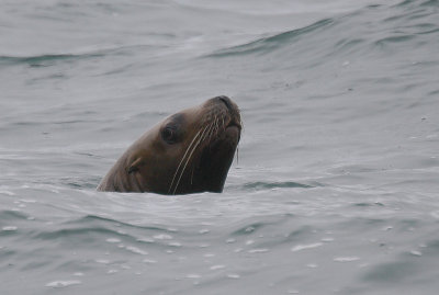 Steller's Sea Lion curious Kamchatka OZ9W4742
