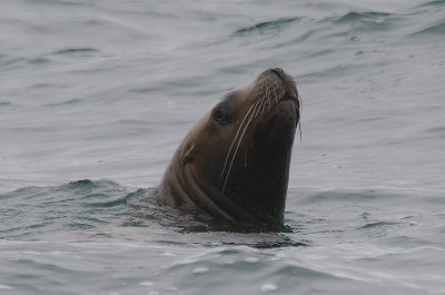 Steller's Sea Lion curious Kamchatka OZ9W4744