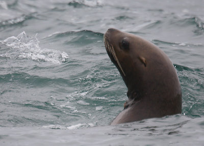 Steller's Sea Lion curious Kamchatka OZ9W4757