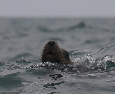 Steller's Sea Lion curious Kamchatka OZ9W4769
