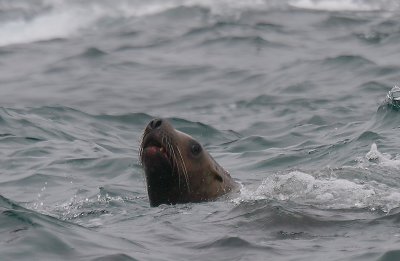 Steller's Sea Lion curious Kamchatka OZ9W4802