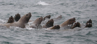 Steller's Sea Lions curious Kamchatka OZ9W4818