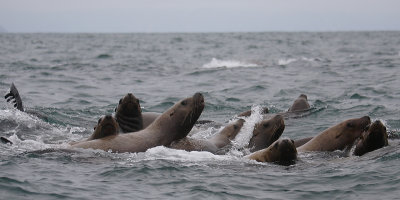 Steller's Sea Lions curious Kamchatka OZ9W4819