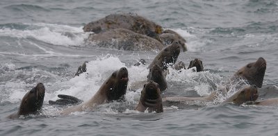 Steller's Sea Lions curious Kamchatka OZ9W4829