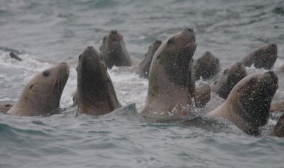 Steller's Sea Lions curious Kamchatka OZ9W4838