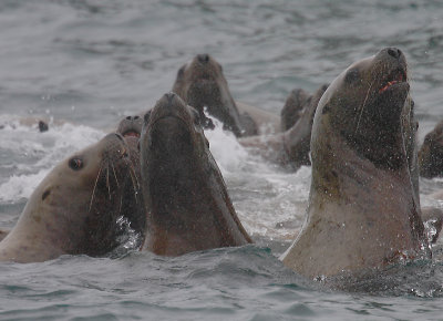 Steller's Sea Lions curious Kamchatka OZ9W4839
