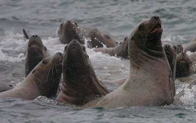 Steller's Sea Lions curious Kamchatka OZ9W4840